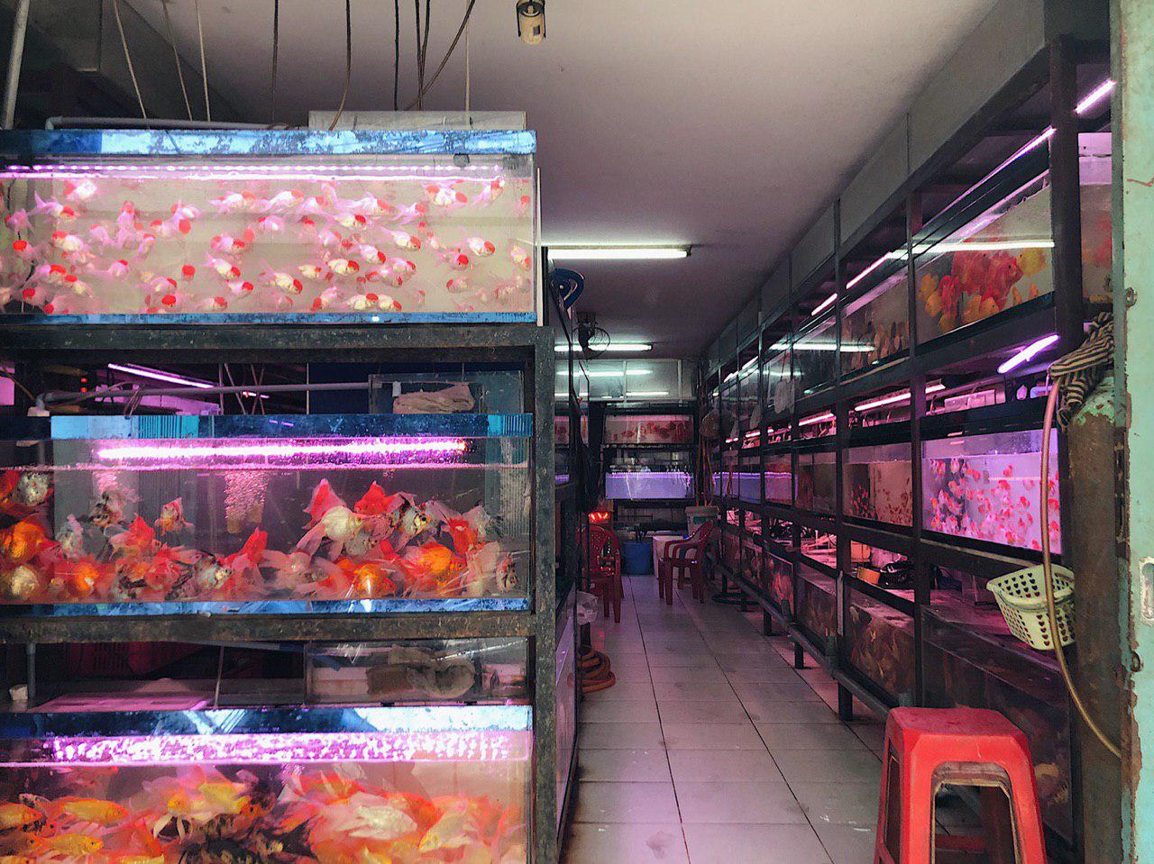 Aquarium Street in Saigon – RAWRNIE